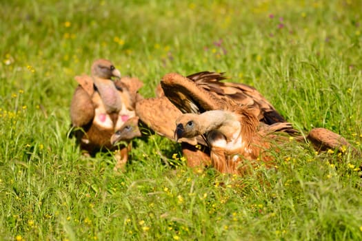 Close-up of three wild Eurasian Griffons relaxing under the sun on grass