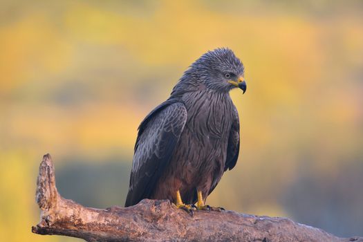 Black kite at dawn perched on a branch.