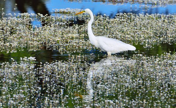 A elegant great egret hunting in a pond.