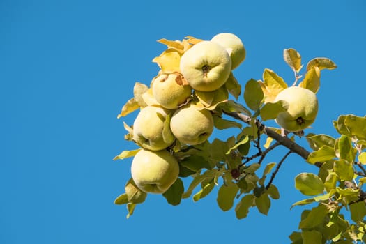 Detail of quince tree with its ripe fruits