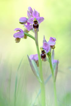 Ophrys Tenthredinifera