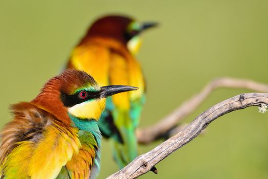 Close-up of colorful bright bee-eaters on tree branch in sunlight