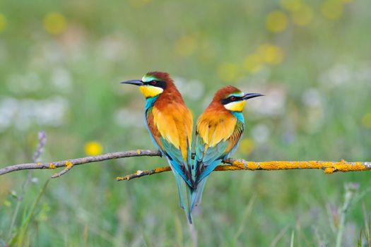 Close-up of colorful bright bee-eaters on tree branch in sunlight