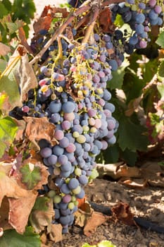 Vineyard with ripe grape for wine ready for picking