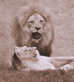 Close-up of roaring lion with lying lioness on grass