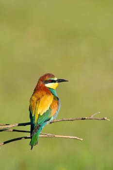 Colorful bright bee-eater on tree branch against of green background.Copy space