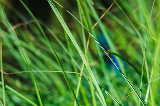 close up view of tall grass in a spring field