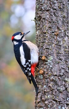 Great spotted woodpecker perched on a log in the rain