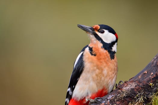 Great spotted woodpecker perched on a log.