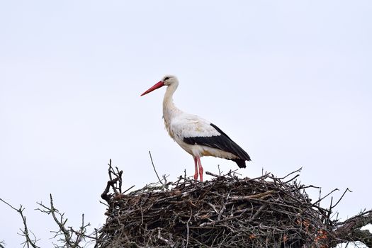 Close-up of white stork in nest. Side view