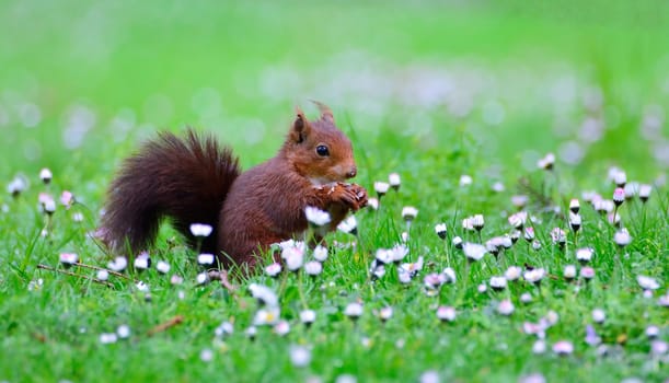Close-up of curious red squirrel on green meadow. Bokeh