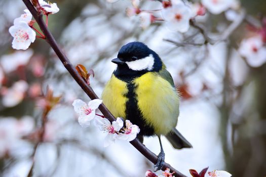 Close-up of yellow tit sitting on flowered branch in daylight