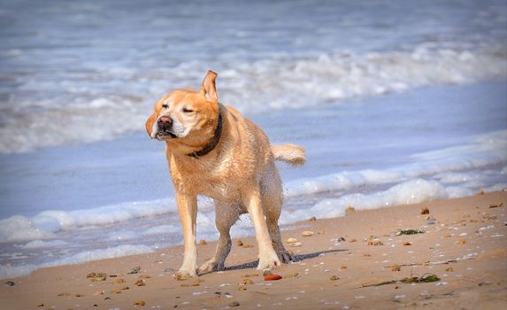 Funny wet dog shaking off water on beach. Background of foam on sea waves