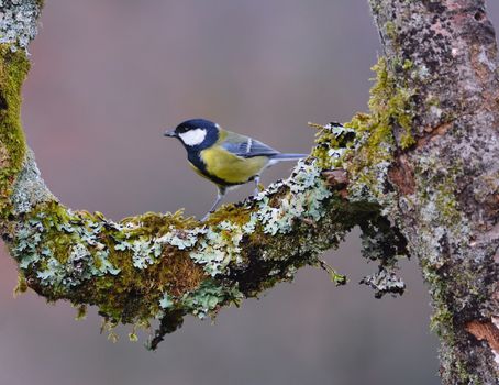 Great tit perched on a branch with moss and lichens.