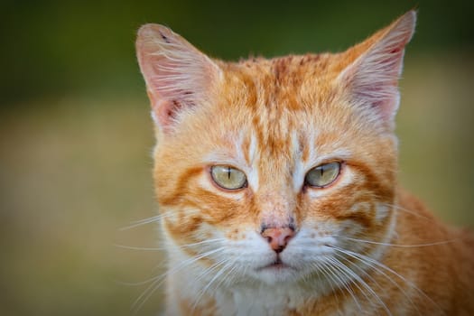 Close-up of red and white haired cat looking at camera. Unfocused background