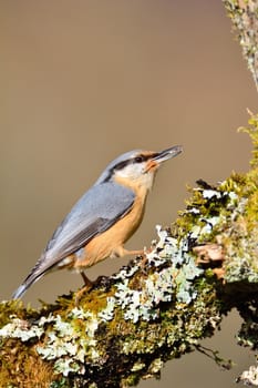 Eurasian nuthatch perching on a branch of a tree.