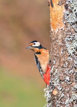 Great spotted woodpecker perched on a log in the rain