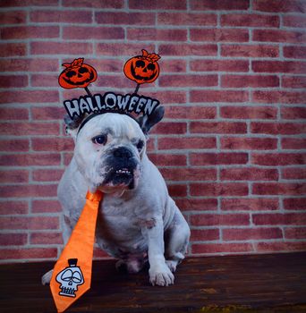 Portrait of french bulldog with diadem and tie halloween.