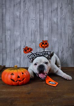 Portrait of french bulldog with diadem and tie halloween.