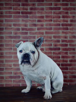 Portrait of old French bulldog with a brick wall background.