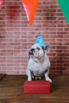 Portrait of French bulldog angry on his birthday