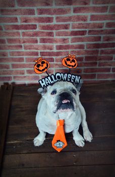 Portrait of french bulldog with diadem and tie halloween. View from above