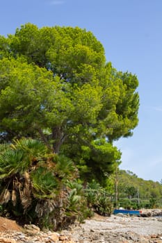 BArco under green tree. Mediterranean pine near the sea.