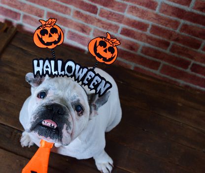 Portrait of french bulldog with diadem and tie halloween. View from above
