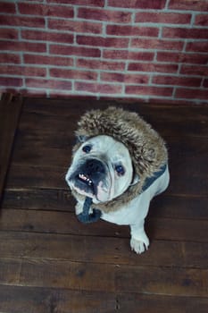 Portrait of french bulldog with a winter hat