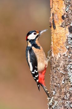 Great spotted woodpecker perched on a log in the rain