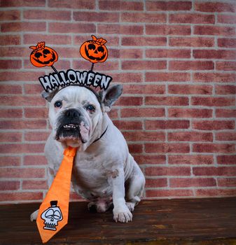 Portrait of french bulldog with diadem and tie halloween.