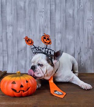 Portrait of french bulldog licking a Halloween pumpkin.