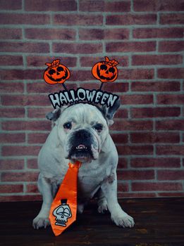 Portrait of french bulldog with diadem and tie halloween.