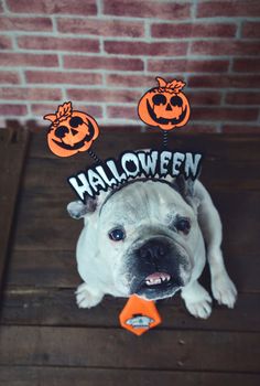 Portrait of french bulldog with diadem and tie halloween. View from above