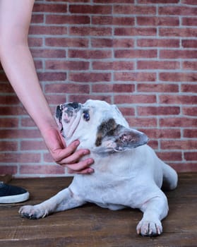 Portrait of old French bulldog with a brick wall background.