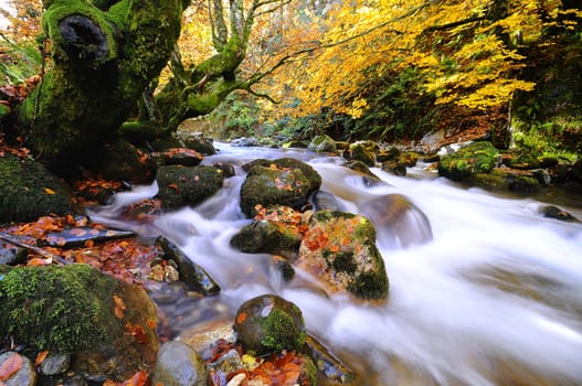 Autumnal riverscape in motion
