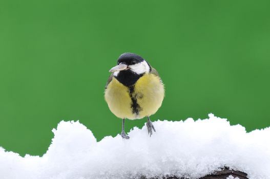 Little tit sitting on snowy branch against of green background. Isolated.
