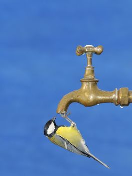 Little tit drinking water from faucet. Isolated, blue background.