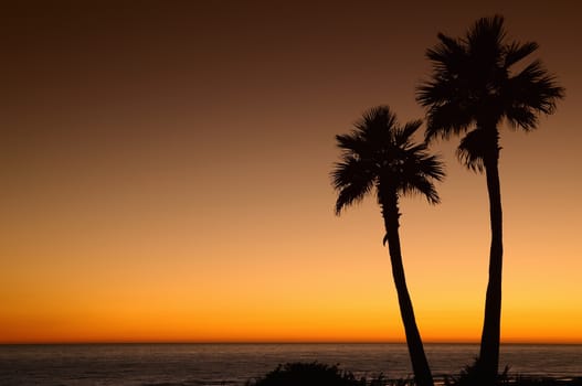 Sunset with palms in Barrosa beach,Cadiz, Spain.