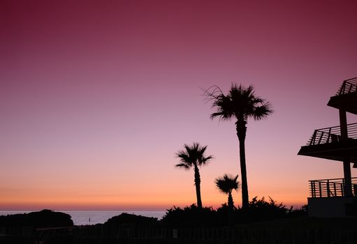 Amazing seascape in sunset. Palm trees silhouette. Copy space.