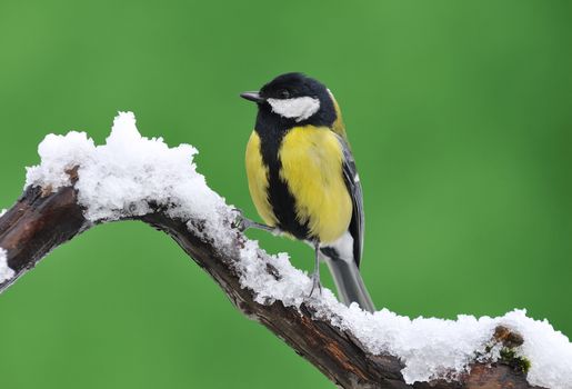 Little tit sitting on snowy branch against of green background. Isolated.