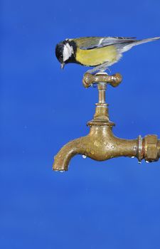 Little tit sitting on faucet against of blue background. Isolated.