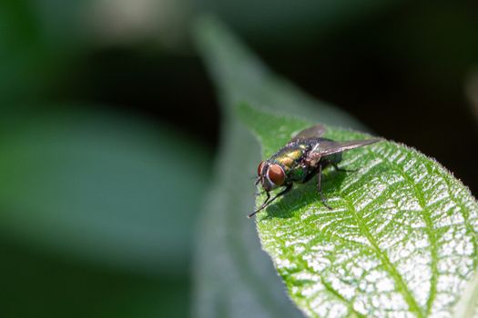 Lucilia sericata, commonly called green fly, resting on a large leaf. Insect image of the order of Diptera