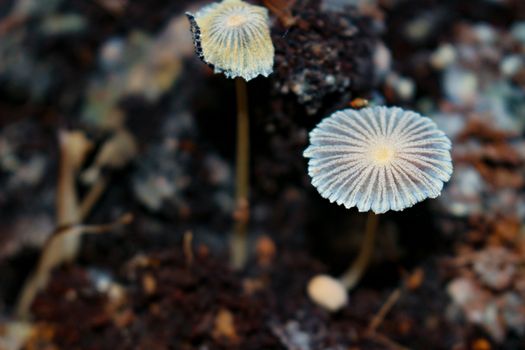 parasola auricoma mushrooms in the compost bin