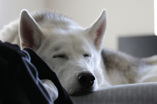 A husky is caught sleeping indoors bathing in the sunlight
