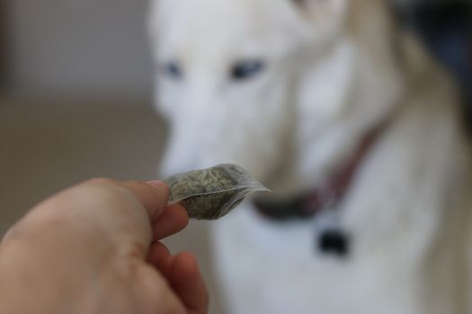Holding a bag of marijuana in front of a husky dog. Theme of dog and cannabis usage.