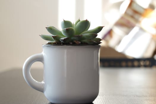 Group of various indoor cacti and succulent plants in pots isolated on a white background