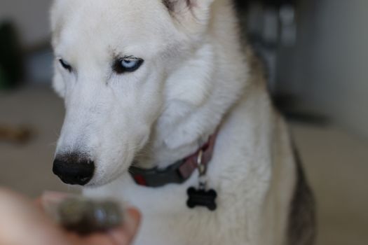 Holding a bag of marijuana in front of a husky dog. Theme of dog and cannabis usage.