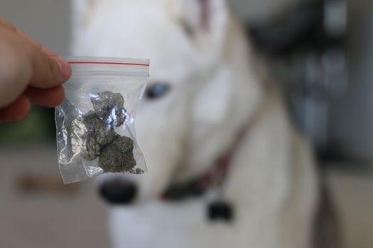 Holding a bag of marijuana in front of a husky dog. Theme of dog and cannabis usage.