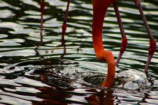 Flock of Pink Caribbean flamingos in water.